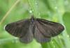 Odezia atrata